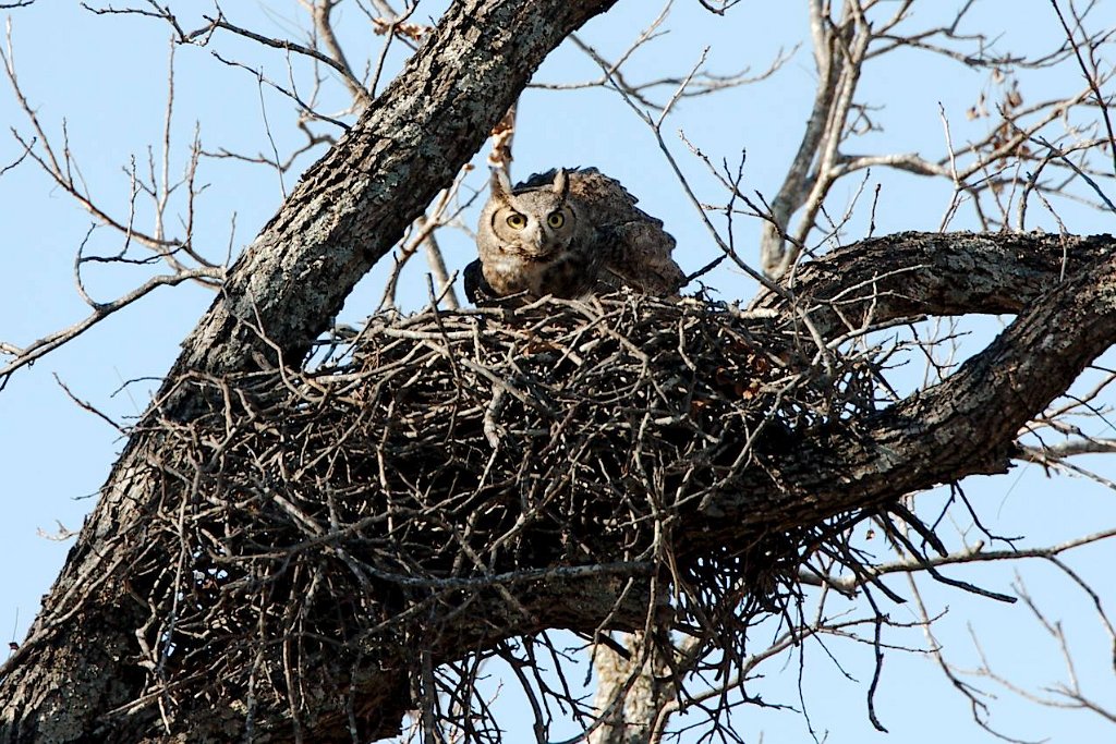 Great Horned Owl at nest.jpg
